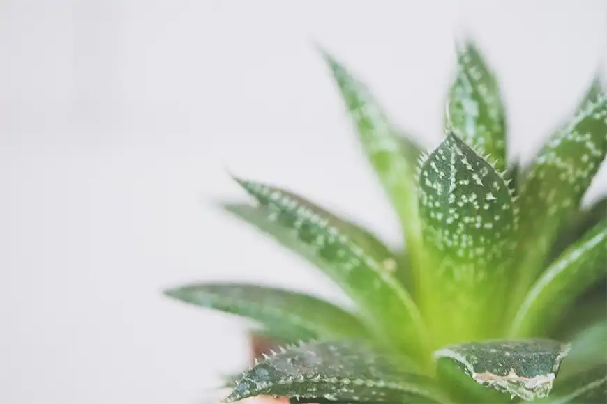 Aloe Vera'nın Cilt İçin Sağladığı Faydalar Nelerdir